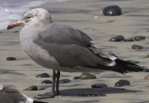 Heermann's Gull- moulting to breeding plumage
