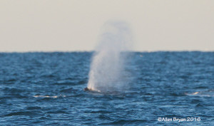 Humpback Whale blow