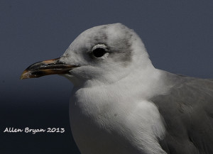 Laughing Gull- aberrant nonbreeding plumage