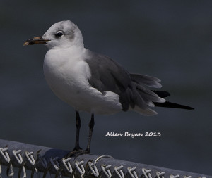Laughing Gull- aberrant nonbreeding plumage