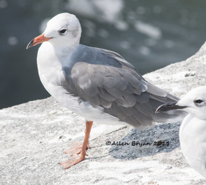 Laughing Gull- aberrant plumage