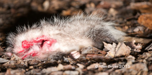 Opossum killed by Great Horned Owl