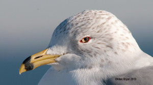 Ring-billed Gull- breeding plumage