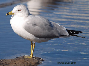 Ring-billed Gull- breeding plumage