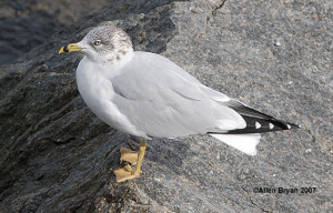 Ring-billed Gull- nonbreeding plumage