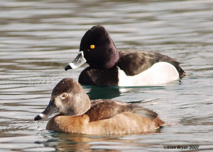 Ring-necked Duck- pair