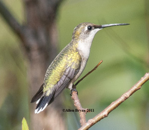 Ruby-throated Hummingbird- female/immature