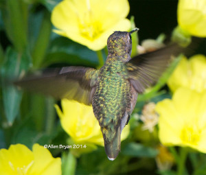 Ruby-throated Hummingbird- female