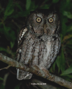 Screech Owl- gray phase