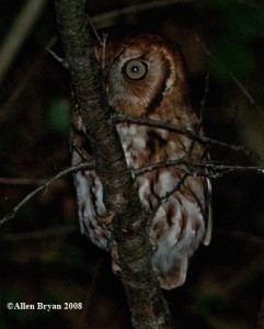 Screech Owl- red phase
