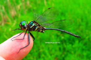Treetop Emerald (male) from Southampton County, Virginia