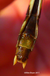 Common Sandragon- female