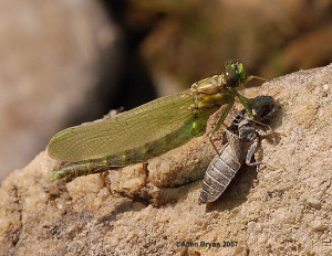 Teneral Least Clubtail with exuviae