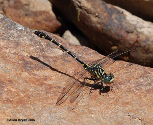 Least Clubtail- male