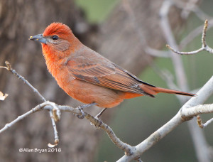 Hepatic Tanager- male