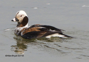 Long-tailed Duck from the James River in both Goochland and Powhatan County, Va.