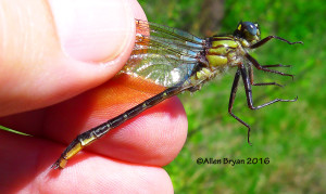 Clearlake Clubtail (Gomphus australis)- male from Scotland County, NC