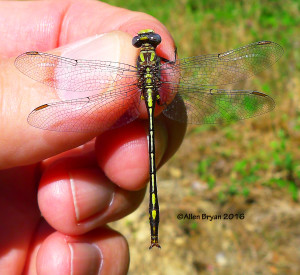 Diminutive Clubtail (Gomphus diminutus)- male from Scotland County, NC