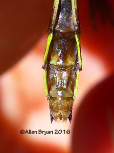 Piedmont Clubtail (Gomphus parvidens carolinus)- female sub-genital plate from Scotland County, NC