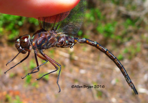 Taper-tailed Darner (Gomphaeschna antilope)- male from Bladen County, North Carolina