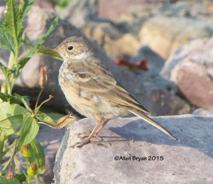 American Pipit from Glacier National Park, Montana
