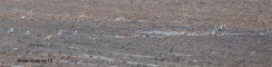 Black-bellied Plovers (6 in photo) with Dunlin (far right) from Powhatan County, Virginia