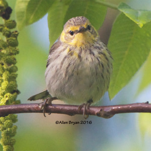 Cape May Warbler in Halifax County, Virginia