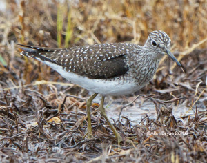 Solitary Sandpiper in Charles City County, Virginia