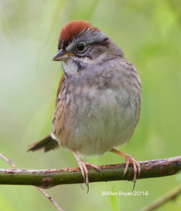 Swamp Sparrow from Charles City County, Virginia