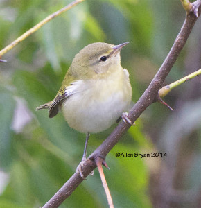 Tennessee Warbler