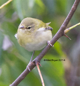 Tennessee Warbler