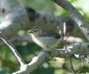 Tennessee Warbler