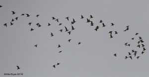 Whimbrel flock in Goochland County, Virginia