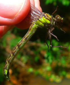 Sable Clubtail- teneral female from Augusta County, Virginia