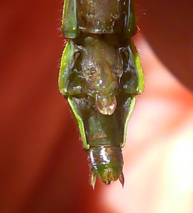 Sable Clubtail- teneral female from Augusta County, Virginia