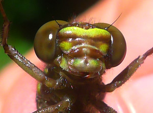 Sable Clubtail- teneral female from Augusta County, Virginia