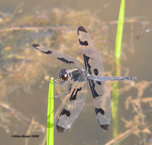 Banded Pennant- male