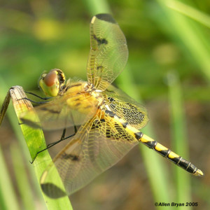 Banded Pennant- female