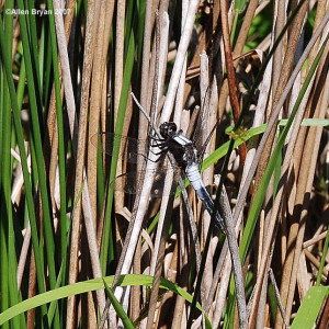 Chalk-fronted Skimmer- male