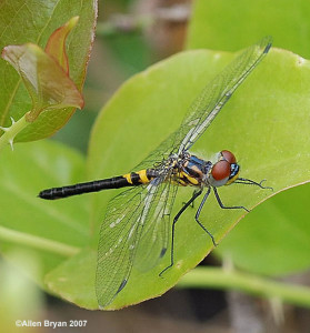 Double-ringed Pennant- female