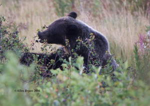 Grizzly Bear chowing down on berries