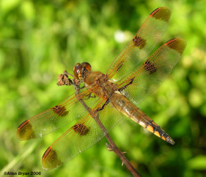 Painted Skimmer- male