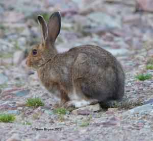 Snowshoe Hare from northwestern Montana