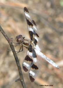 Twelve-spotted Skimmer- male
