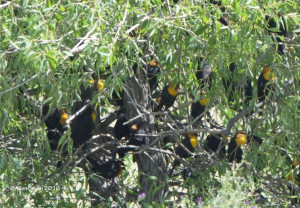 Yellow-headed Blackbirds near Freezout WMA
