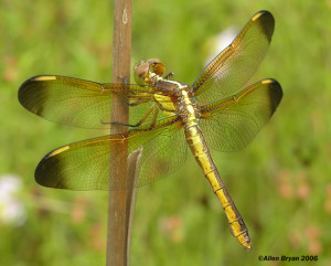 Yellow-sided Skimmer- female