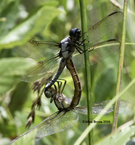 Yellow-sided Skimmer- mated pair