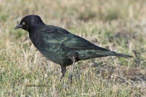 Brewer's Blackbird- male