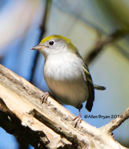 Chestnut-sided Warbler in eastern Henrico County on October 15th