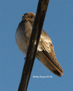 Northern Rough-winged Swallow in the City of Hopewell, Va on November 13, 2016